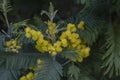 Blooming silver wattle