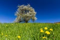 Blooming single apple tree