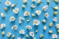 Blooming single buds of an apple tree on a bright blue background. Apple tree floral pattern. Summer background.