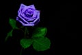 Blooming single dark purple rose on black backdrop Royalty Free Stock Photo