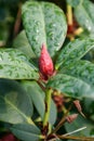 Blooming single flower on a background of green stems, lily