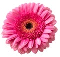 Blooming single pink Gerbera daisy flower Royalty Free Stock Photo