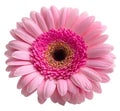 Blooming single pink Gerbera daisy flower Royalty Free Stock Photo