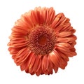 Blooming single red gerbera flower isolated on white background with clipping path Royalty Free Stock Photo