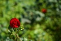 Blooming single red rose on blurred green leave garden bokeh background on sunshine day, selective focus Royalty Free Stock Photo