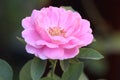Blooming single soft pink rose image on blurred green leaves background. Royalty Free Stock Photo