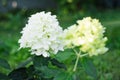 Blooming Skyfall Hydrangea with Dense White Petals Royalty Free Stock Photo