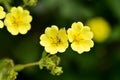 Blooming Slender Cinquefoil Potentilla gracilis