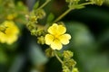 Blooming Slender Cinquefoil Potentilla gracilis