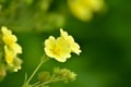 Blooming Slender Cinquefoil Potentilla gracilis