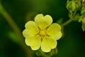 Blooming Slender Cinquefoil Potentilla gracilis