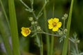 Blooming Slender Cinquefoil Potentilla, little yellow flower in the glade