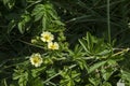 Blooming Slender Cinquefoil Potentilla, little yellow flower in the glade at Lozen mountain