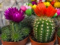 Blooming small bright cacti in pots