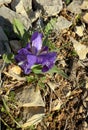 Blooming small iris in the mountains Royalty Free Stock Photo