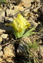 Blooming small iris in the mountains Royalty Free Stock Photo