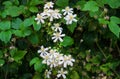 Blooming small white decorative flowers bush clematis Royalty Free Stock Photo