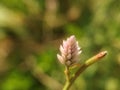 blooming small white flower Royalty Free Stock Photo