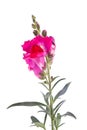 Blooming snapdragon flower