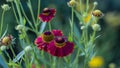 Blooming Sneezeweed, false sunflower. Helenium