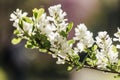 Blooming snow-white spring irga tree