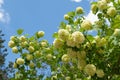 Blooming snowball tree Viburnum buldenezh