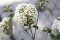 Snowball Viburnum in the garden, closeup