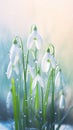 Blooming snowdrop flowers with drops of water close-up background.