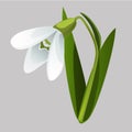 Blooming snowdrop isolated on grey background. Vector cartoon close-up illustration.