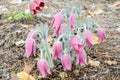 Blooming snowdrops, in drops of water after rain on a defocused natural background. Tinted pink. Selective focus, Spring