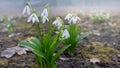 Blooming snowdrops in early spring garden Royalty Free Stock Photo