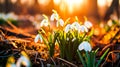 Blooming snowdrops emerging from the ground. Nature in winter, first sign of spring.