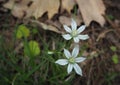 Blooming snowdrops in the forest