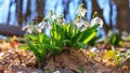 Blooming snowdrops Galanthus nivalis and their pollinating honey bee in early spring in the forest