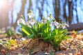 Blooming snowdrops Galanthus nivalis and their pollinating honey bee in early spring in the forest