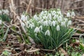 blooming snowdrops in the garden Royalty Free Stock Photo