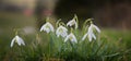 Blooming snowdrops with soft green background, panorama