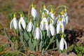 Blooming snowdrops in spring Royalty Free Stock Photo