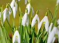 Blooming snowdrops in spring Royalty Free Stock Photo