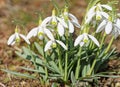 Blooming snowdrops in spring Royalty Free Stock Photo