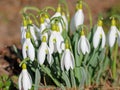 Blooming snowdrops in spring Royalty Free Stock Photo