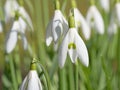 Blooming snowdrops in spring Royalty Free Stock Photo