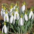 Blooming snowdrops in spring Royalty Free Stock Photo