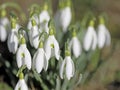 Blooming snowdrops in spring in close up Royalty Free Stock Photo