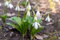 Blooming snowdrops in spring garden Royalty Free Stock Photo