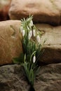 blooming snowdrops in spring in the garden among the stones Royalty Free Stock Photo