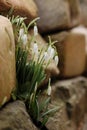 blooming snowdrops in spring in the garden among the stones Royalty Free Stock Photo
