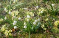 Blooming snowdrops Spring snowflake Leucojum vernum, also known snowbells Royalty Free Stock Photo