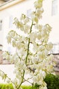 Blooming Soaptree yucca Yucca elata in the garden.