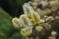 blooming soft fluffy willow buds are the harbingers of spring Royalty Free Stock Photo